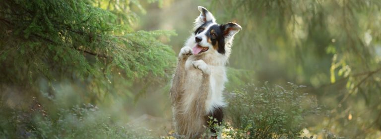 Šolanje psa za stabilno in srečno življenje