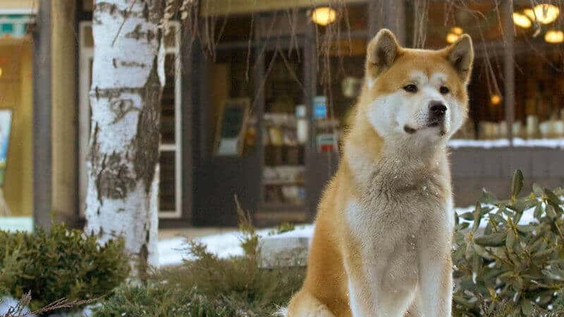 film o psih Hatchiko