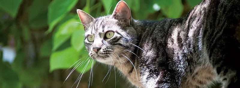 koliko hrane dati mački