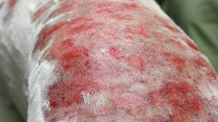 kožne bolezni psov - slike: bakterijsko vnetje kože