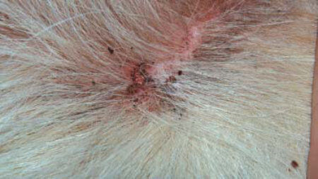 kožne bolezni psov - slike: boljšji iztrebki