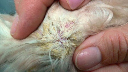 kožne bolezni psov - slike: garje in demodikoza