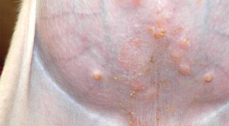 kožne bolezni psov - slike: impetigo