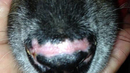 kožne bolezni psov - slike: lupus