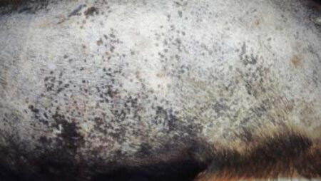 kožne bolezni psov - slike: spremembe v pigmentaciji kože