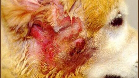 kožne bolezni psov - slike: ekcem na glavi