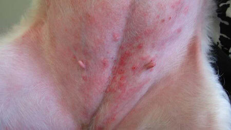 kožne bolezni psov - slike: dermatitis