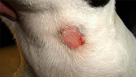 kožne bolezni psi psih