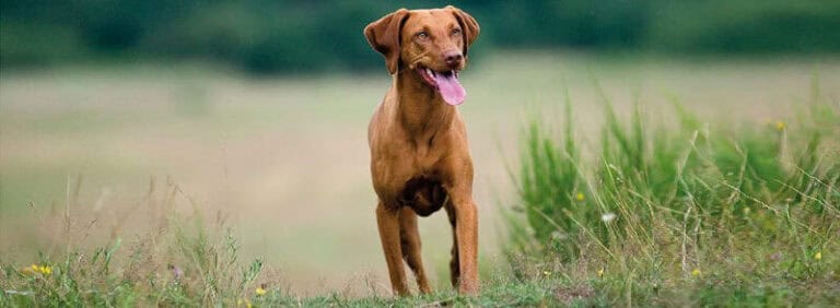 toplotni udar pri psu