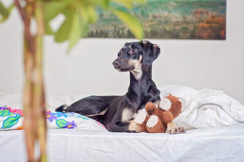 Mentalna zaposlitev psa