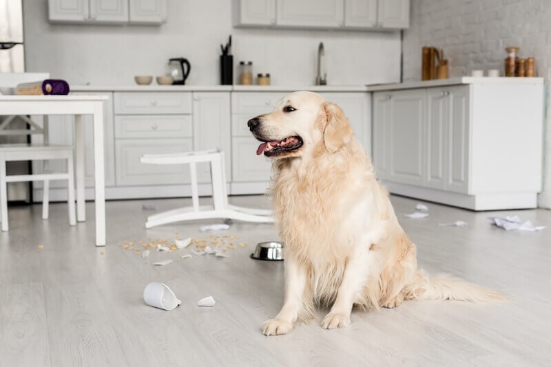 Mentalna zaposlitev psov