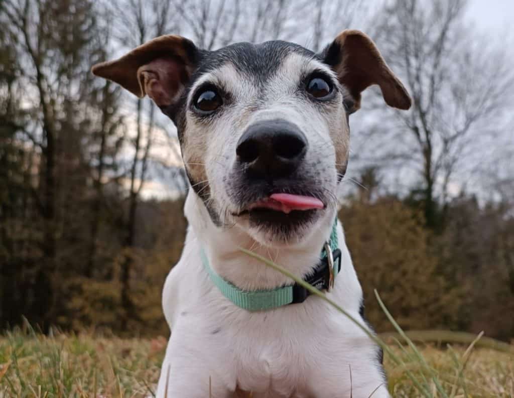 Jack Russell terier je razmeroma zdrava pasma