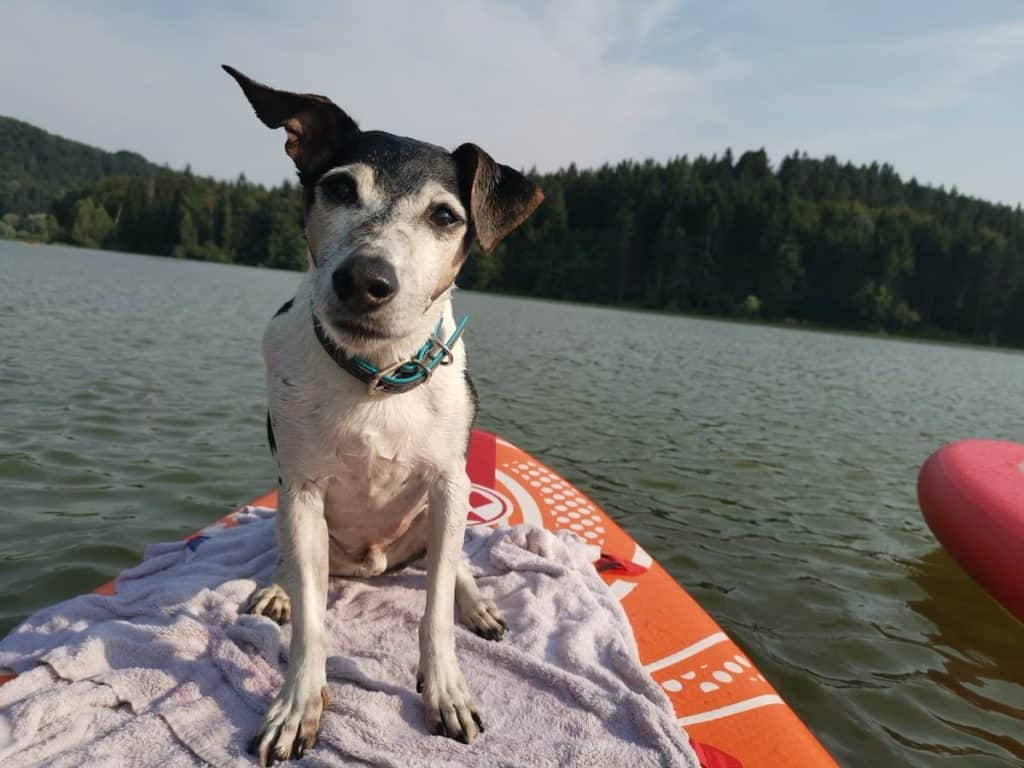 Pasma Jack Russell terier