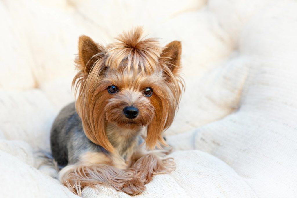 Pasma yorkshirski terier