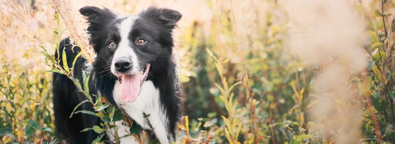 Čiščenje črevesja in ustrezni prehranski dodatki