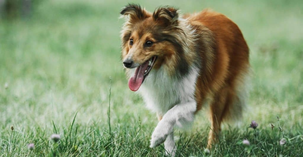 Kateri prehranski dodatki so koristni za črevesje, alergije in imunski sistem?