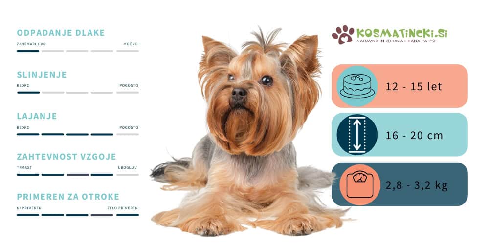 Yorkshirski terier: Sklošne značilnosti pasme
