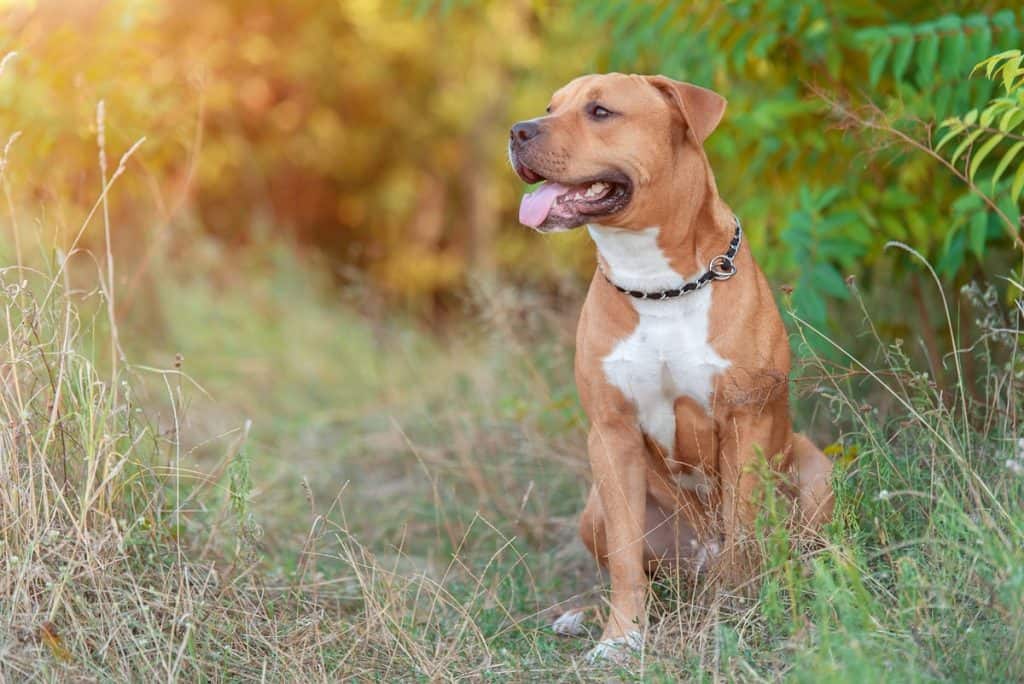 Amstaff terrier