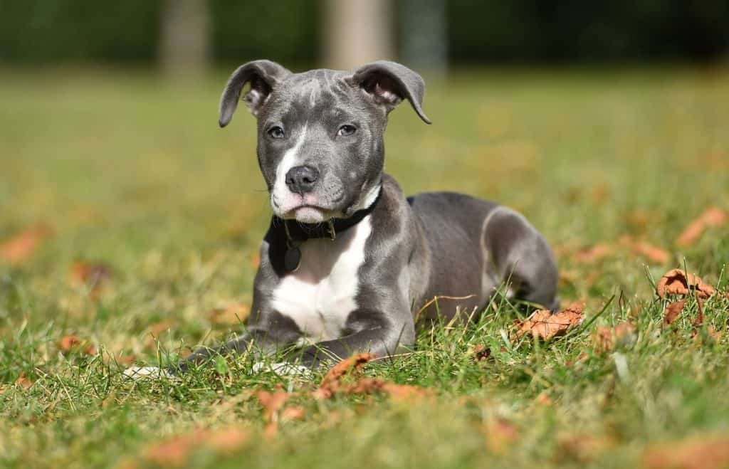 Amstaff mladički