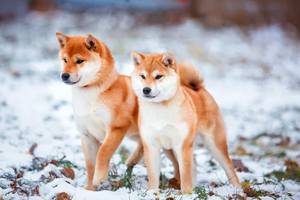 Pasma shiba inu je zelo inteligentna in samostojna