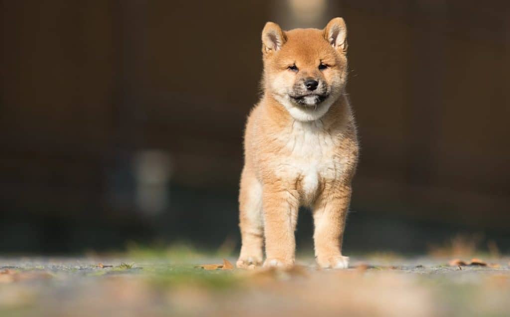 Shiba inu mladički