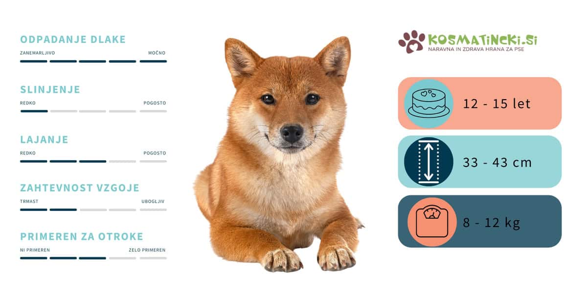 Shiba inu splošne karakteristike pasme