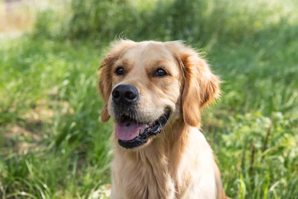 Zlati prinašalec je družinski pes