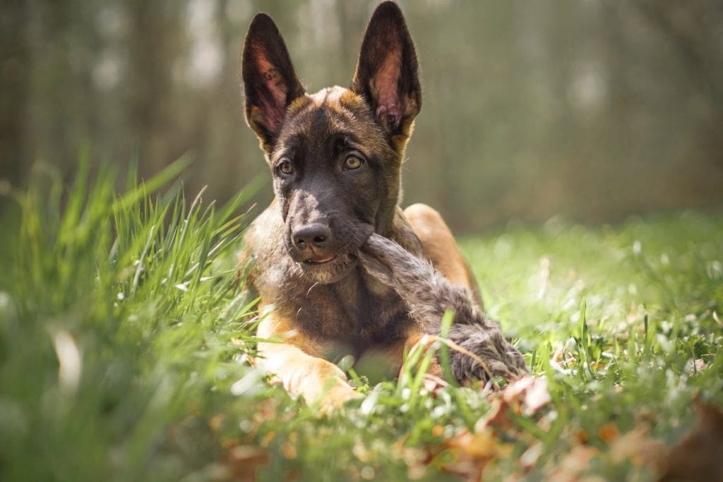 Belgijski ovčar mladiči