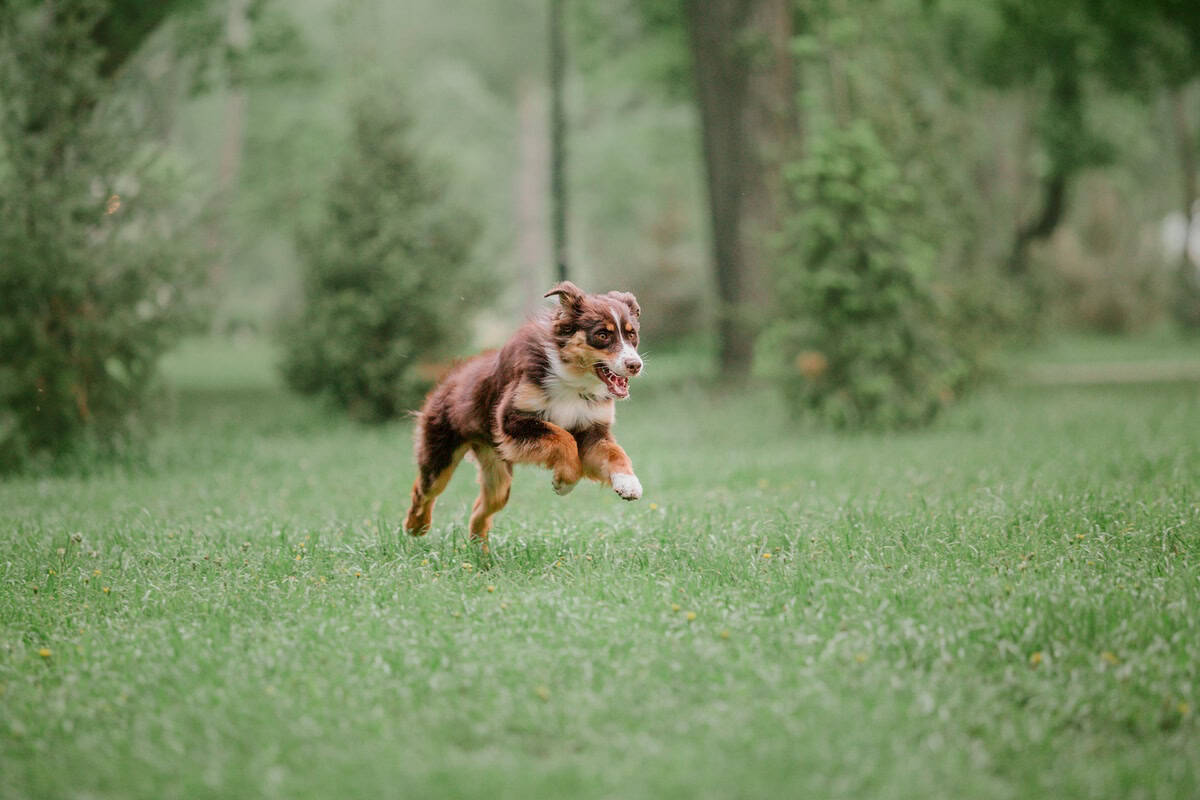 Avstralski ovčar v naravi