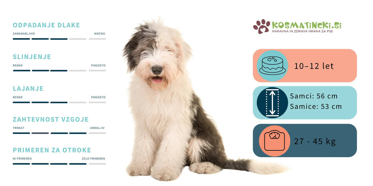 Bobtail splošne karakteristike pasme