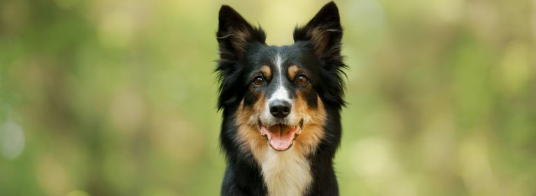 Hot spot pri psu in kako zdraviti vroče točke