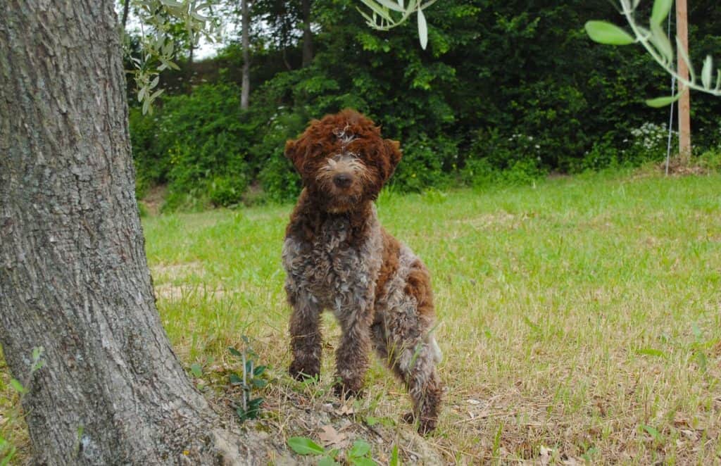Lagotto romagnolo mladiči
