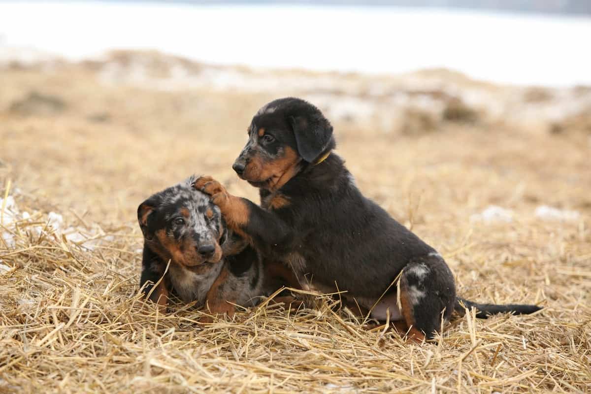 Beauceron mladiči