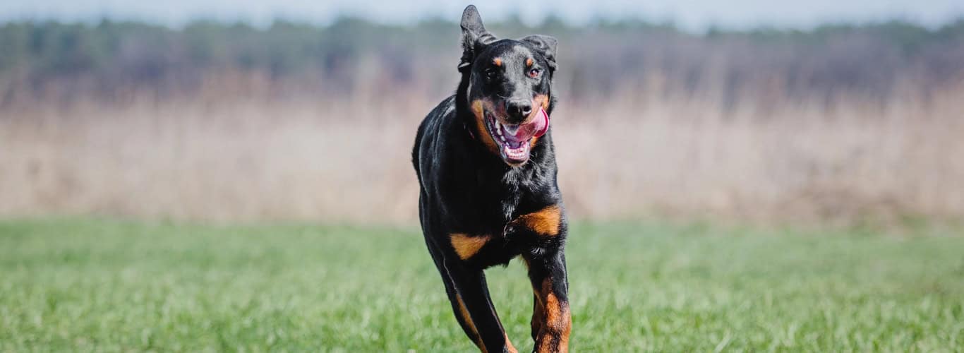 Beauceron