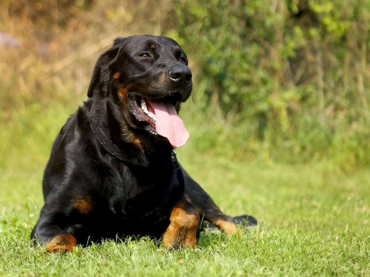 Beauceron ali francoski ovčar