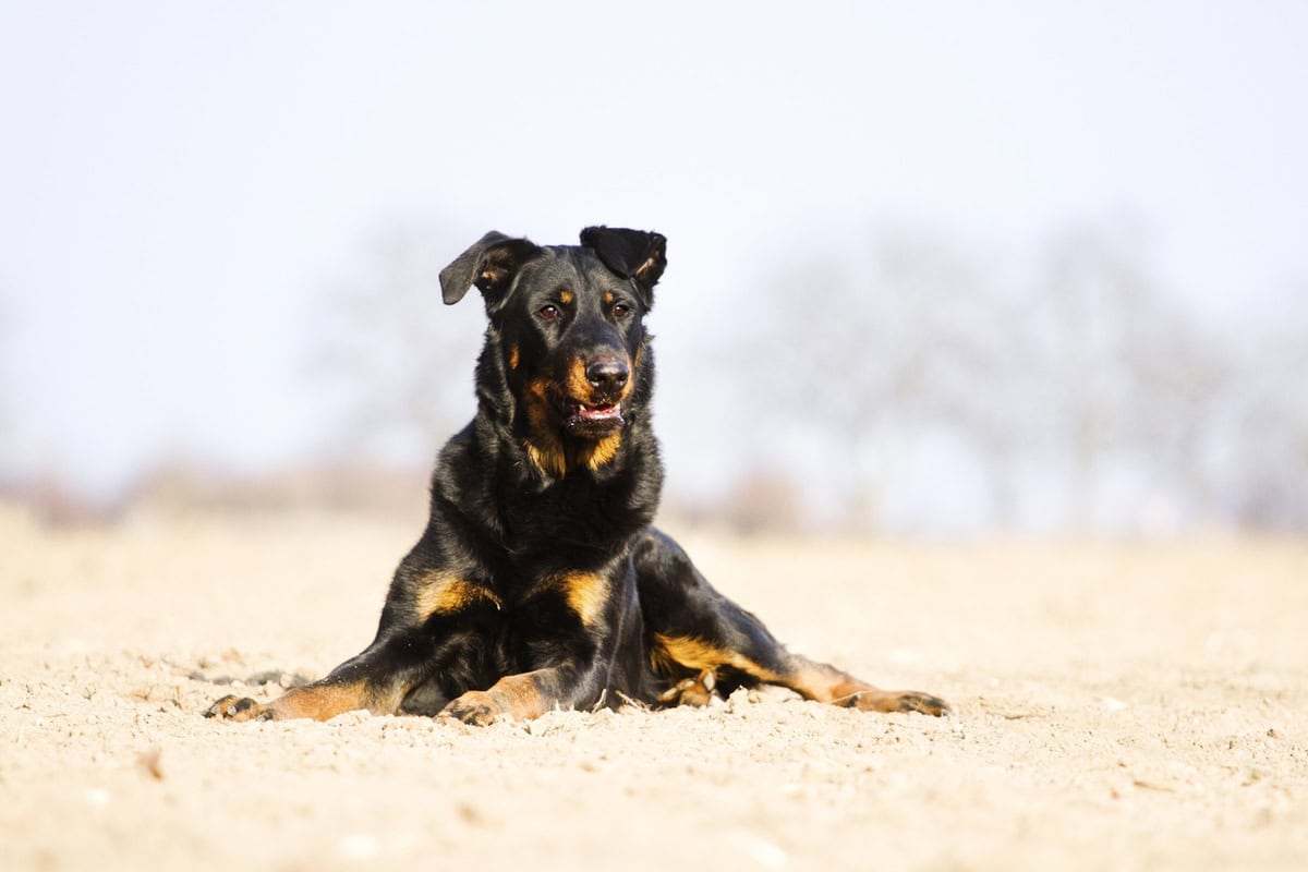 Beauceron karakter in temperament