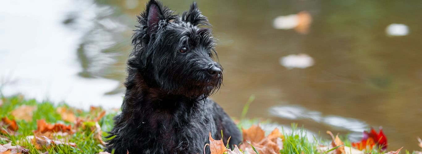 Cairnski terier ali gomilar