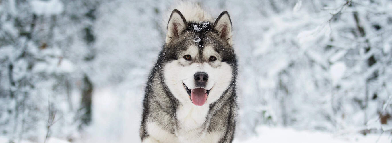Aljaški malamut