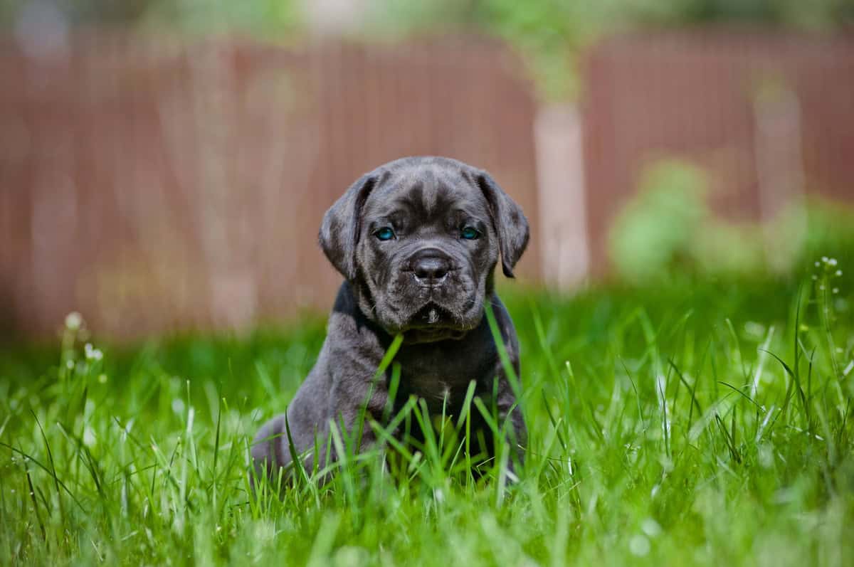 Cane corso mladiči