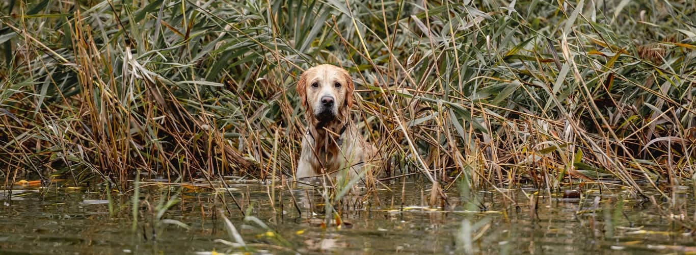 Leptospiroza pri psih