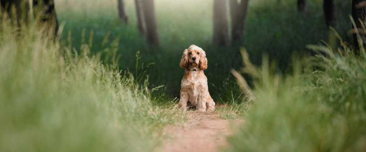 Zamašena lojnica pri psu
