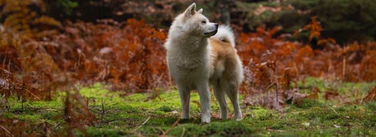 Akita inu - japonska akita
