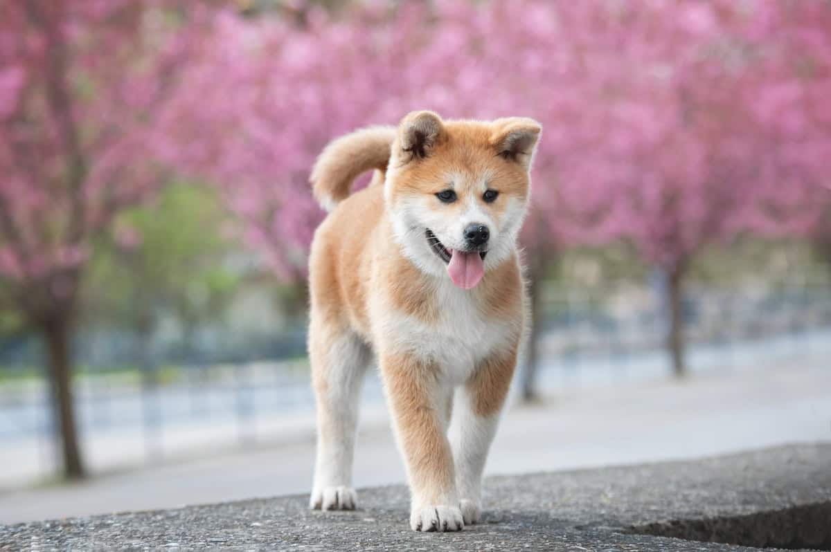 Akita inu mladički