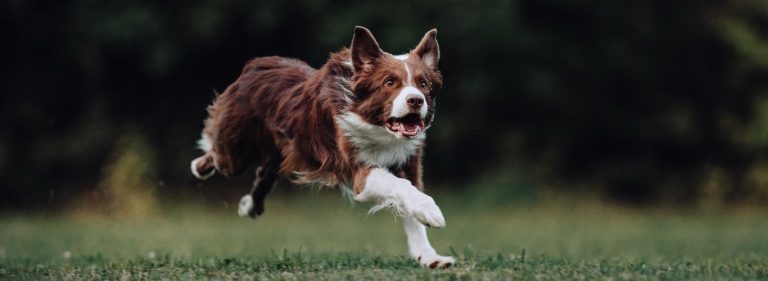 Border Collie - borderski ovčar