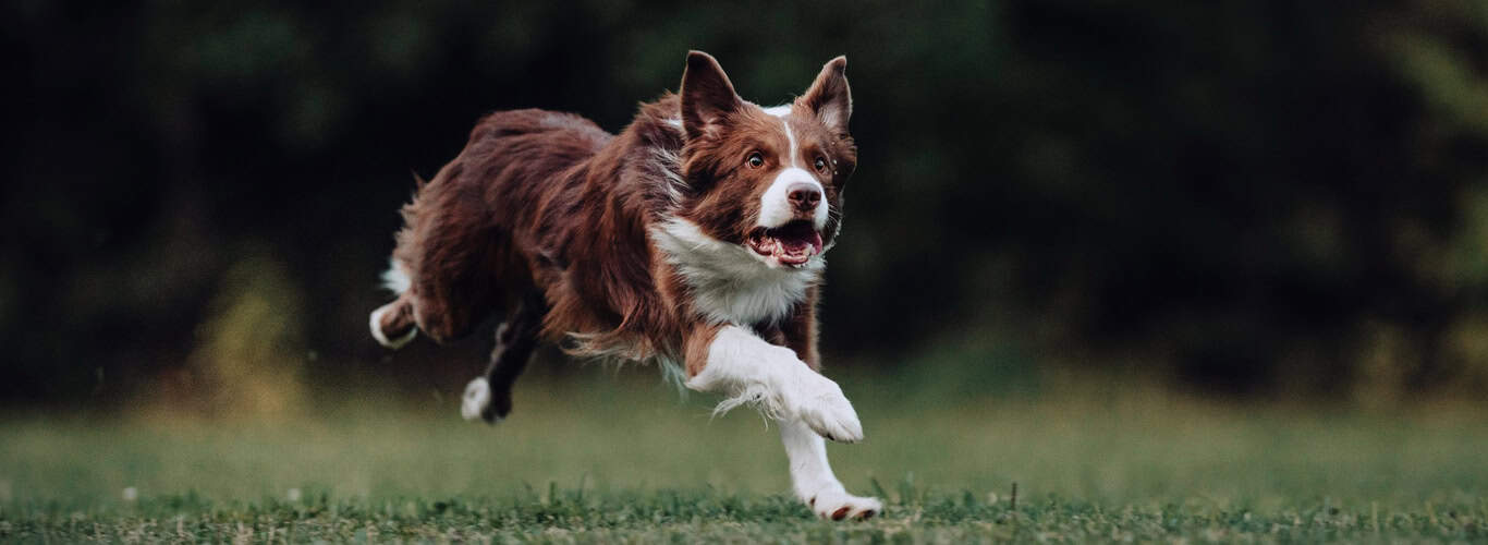 Border Collie - borderski ovčar
