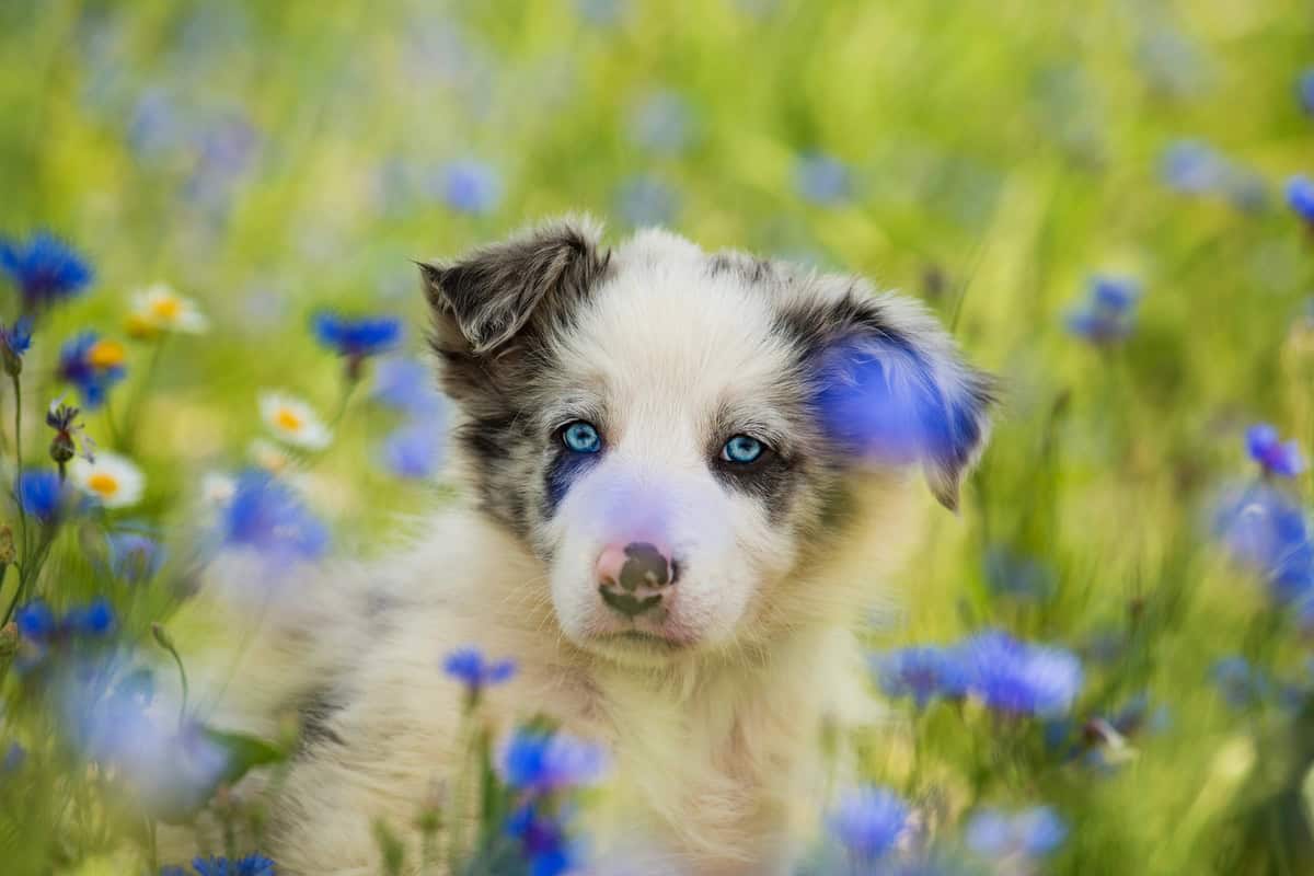 Border collie mladiči