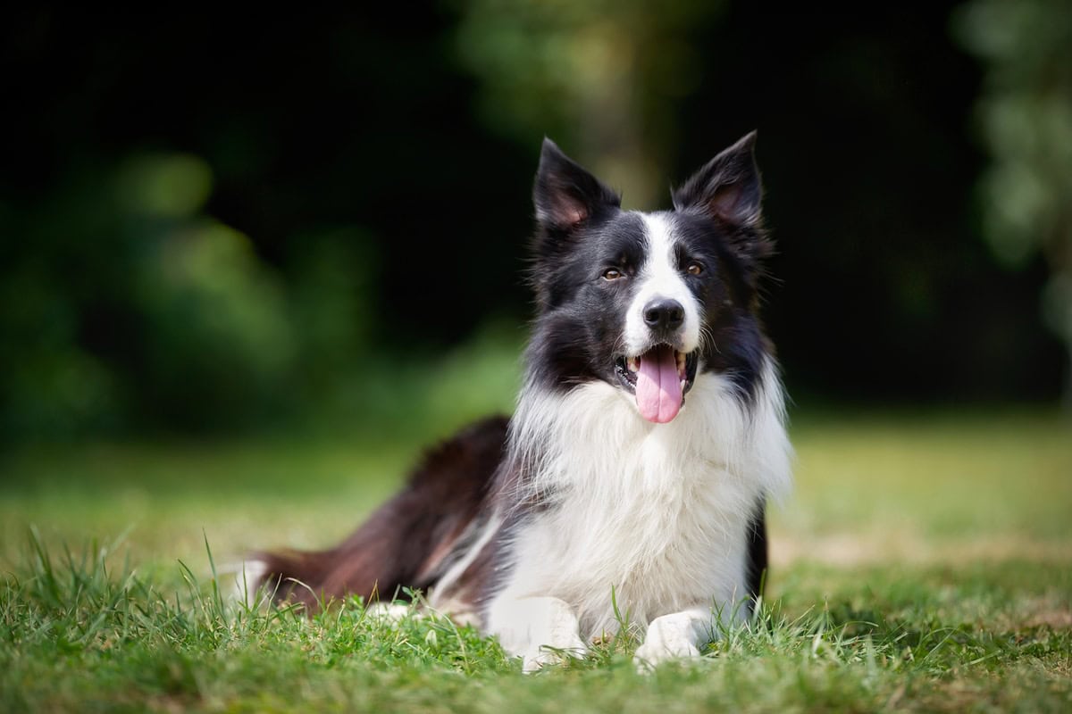 Border collie barve