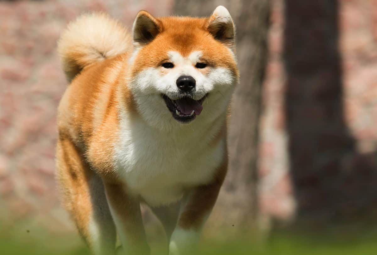 Japonska akita