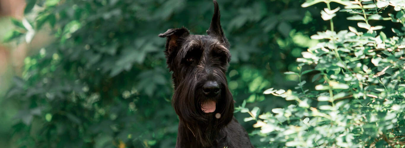 Pankreatitis pri psu