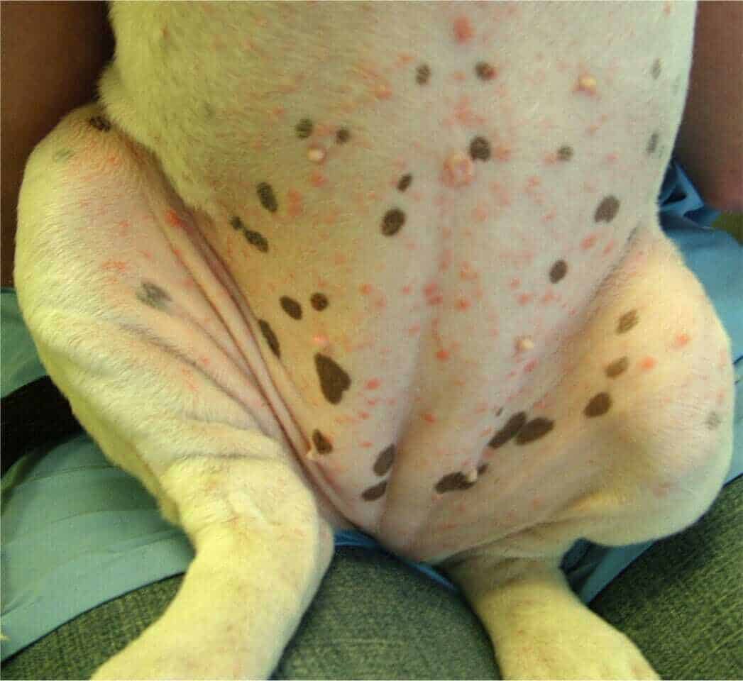 Impetigo pri psih mladičih je najbolj pogost